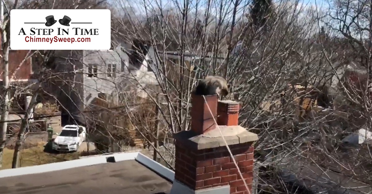 Animal Removal From Chimney