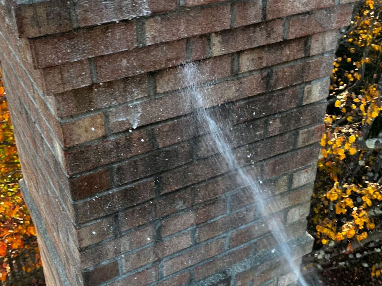 moss, mold, and algae treatment